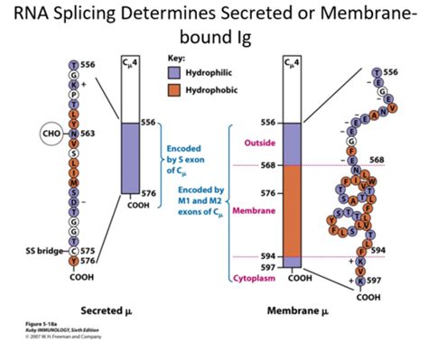 Immuno Final Sf Flashcards Quizlet