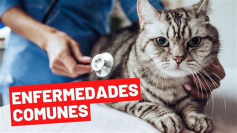 Enfermedades más comunes en gatos enfermedades respiratorias en gatos