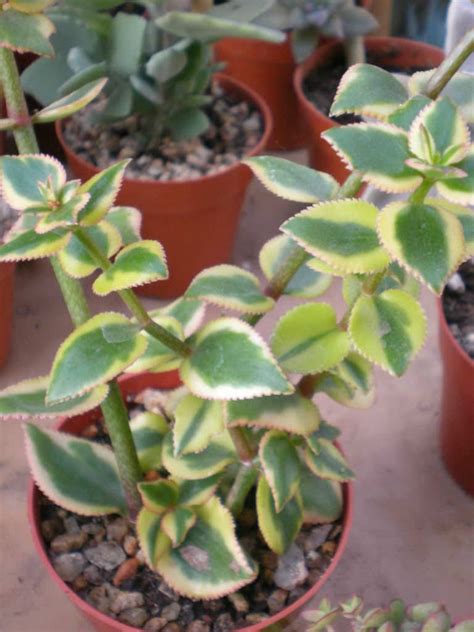 Crassula Sarmentosa Comet Variegated Trailing Jade Plant World Of Succulents