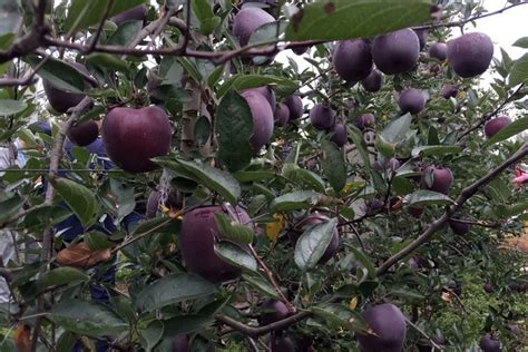 How To Grow The Rare Black Diamond Apple Tree