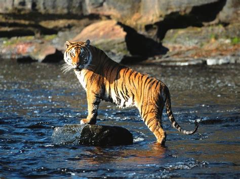 17 Best images about orange tiger on Pinterest | Wallpapers, The tiger and Animals