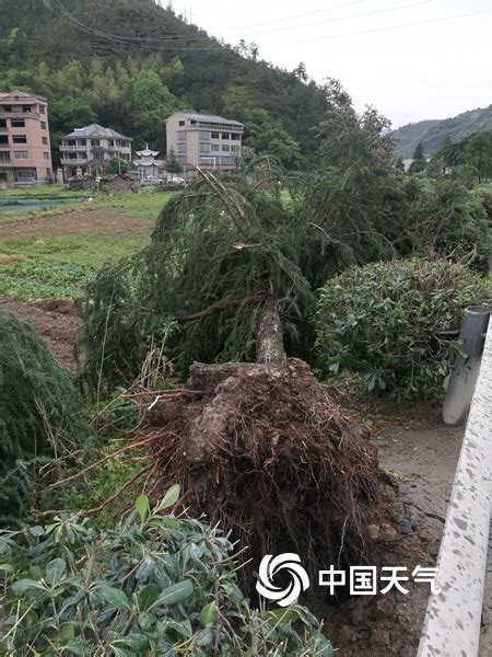 12级雷雨大风袭击浙江青田 大树被连根拔起 天气图集 中国天气网