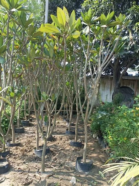 Plumeria Alba At 600 Piece Plumeria Plant In Jyotiba Phule Nagar