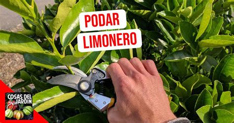 C Mo Se Podan Los Limoneros Y Otros C Tricos Cosas Del Jardin