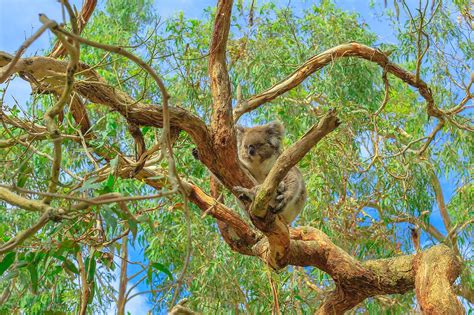 What Do Koalas Eat? - WorldAtlas