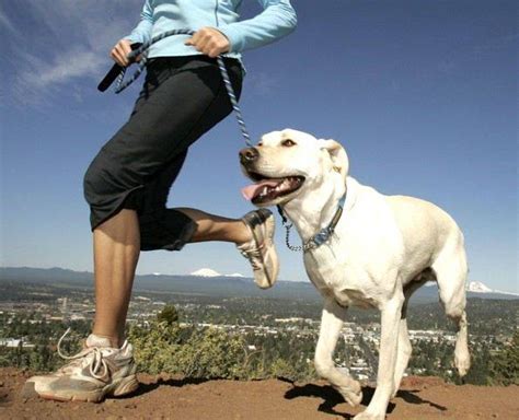 Entrenamiento Con El Perro Los Mejores Ejercicios De Fitness Para