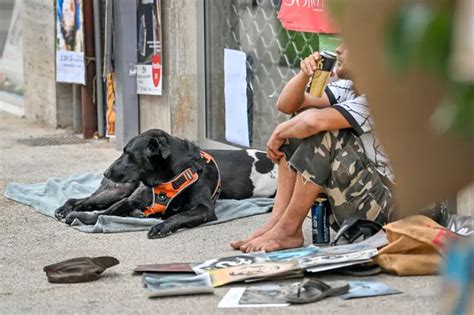 Qui Sont Les Punks Chien Qui Viennent Tra Ner Au Festival De