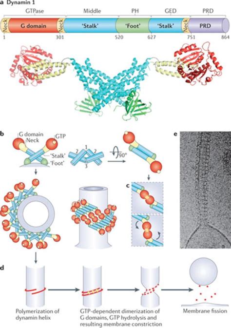 Dynamin A Membrane Remodelling Gtpase Pmc