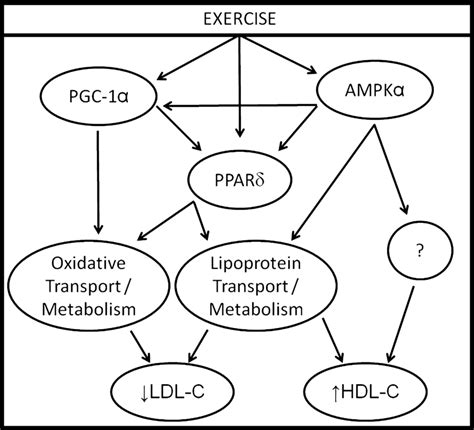 Hypothetical Model Of Ppar And Ampk Induced Regulation Of Lipids And