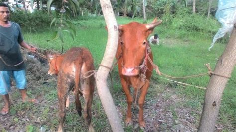 Nyali Nenek Luar Biasa Sapi Hilang Digondol Maling Ditemukan