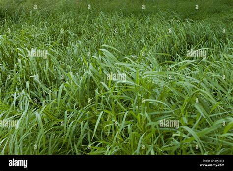 Long Grass Blowing In The Wind Stock Photo Alamy