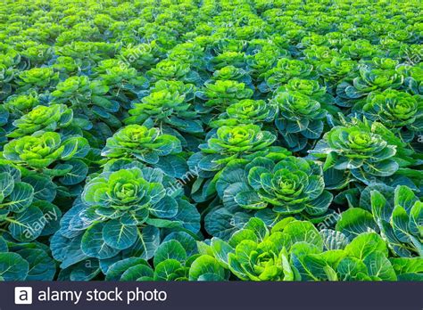 Kohl Oleracea Stockfotos Und Bilder Kaufen Alamy