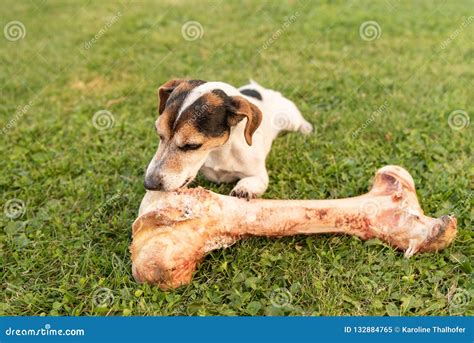 Dog Chewing On Huge Bone Royalty-Free Stock Photography | CartoonDealer.com #15569129