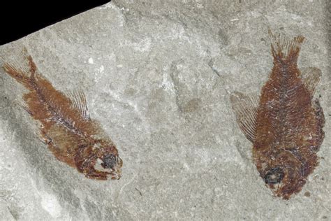 Cretaceous Fossil Fishes (Ctenothrissa & Hemisaurida) - Lebanon ...