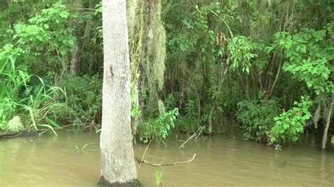 Bayou Sauvage National Wildlife Refuge Luisiana Youtube