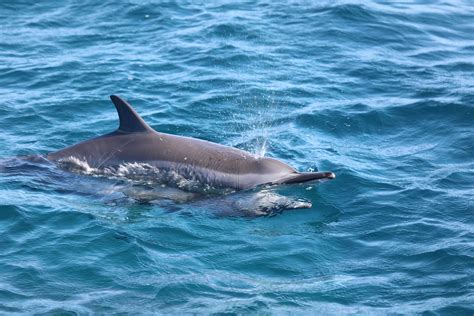 Conheça os ciclos de nascimento e de reprodução dos golfinhos de