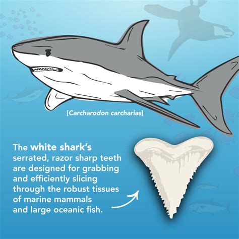 Shark Teeth Identification