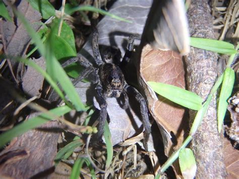 Union Jack Wolf Spiders From Arakoon Kempsey New South Wales