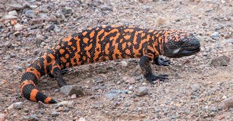 Gila Monster A Z Animals