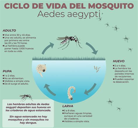 Confirman Dos Casos De Dengue En Jun N Diario Democracia