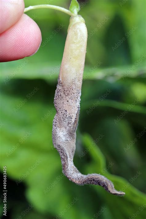 Mass Of Botrytis Cinerea Spores On An Infected Snap Bean Pod Fungal