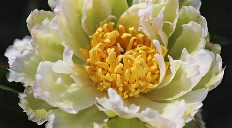 Peony Varieties 41 Different Types Of Peony Cultivars In 2022