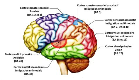 Aires Corticales Primaires Et Intégratives Principales Vue De