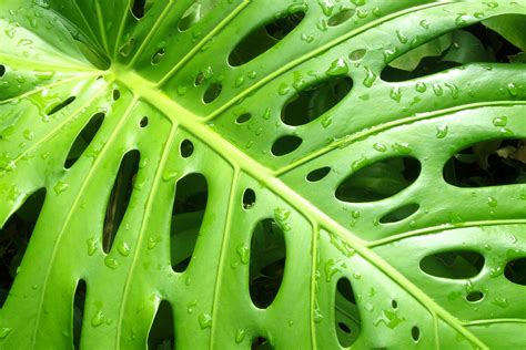 Are Philodendrons Dangerous To Cats Lauren Muniz