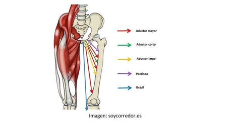 Don T Forget Your Adductors When Stretching