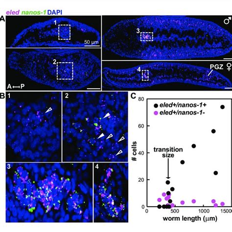 Eled Expression Precedes That Of Germline Specific Nanos 1 A Double