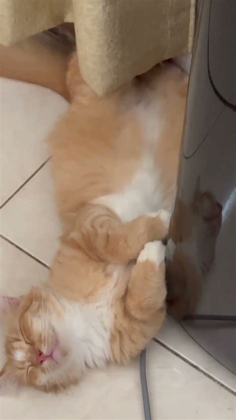 Kucing Beban Hidupnya Berat Sampai Tidur Segitunya Youtube