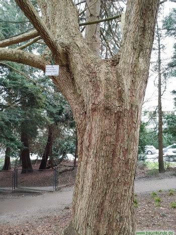 Miyabes Ahorn Im Alten Botanischen Garten In Kiel