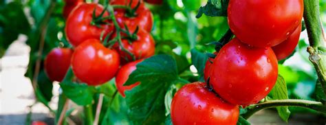 Tomato Farming How To Get The Best Of Your Tomatoes Coopers