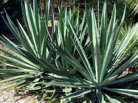 Agave Sisalana Sisal World Of Succulents