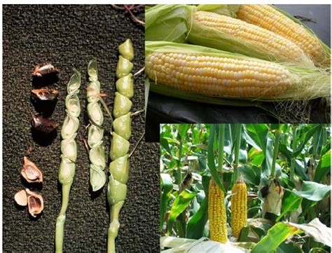 Illustration Comparing The Teosinte Fruit Left And The Maize Cob