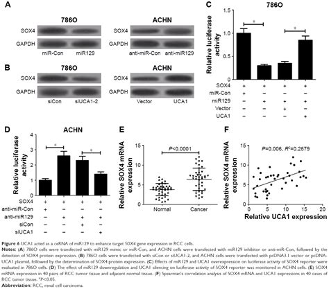 Uca1 Promotes Cell Proliferation And Invasion And Inhibits Apoptosis T