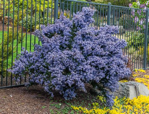 Ceanothus Victoria California Lilac Scenic Hill Farm Nursery