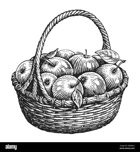 Apple Basket Drawing