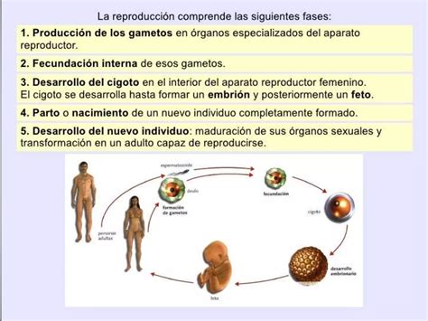 Tema Reproducci N Humana Y Sexualidad Ppt