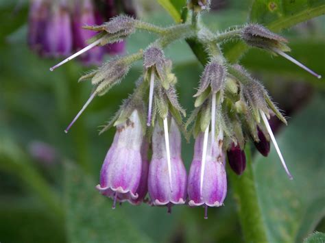 Common Comfrey Symphytum Officinale British Nature Guide