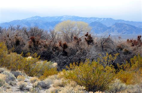 Birdwatching in Corn Creek, Nevada 2024 - Rove.me