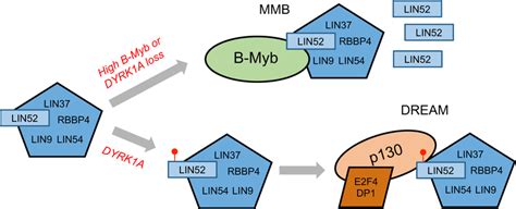 Model Of Opposing Regulation Of Dream By B Myb And Dyrk1a High