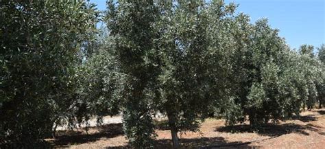 Olive Cultivation Astromeritis