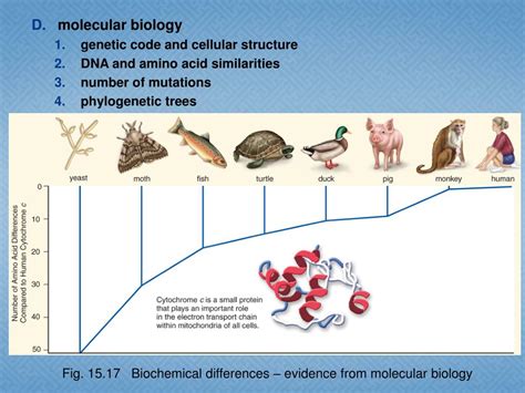 PPT Evolution Natural Selection Adaptation PowerPoint Presentation