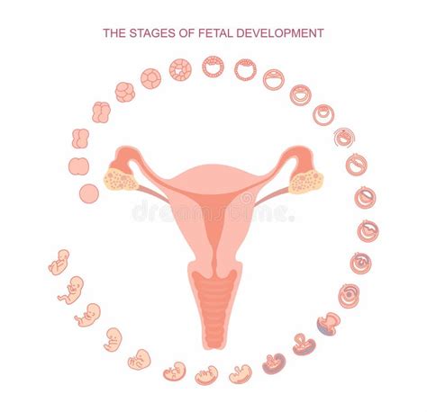 Fetal Development Stages Stock Illustrations 351 Fetal Development