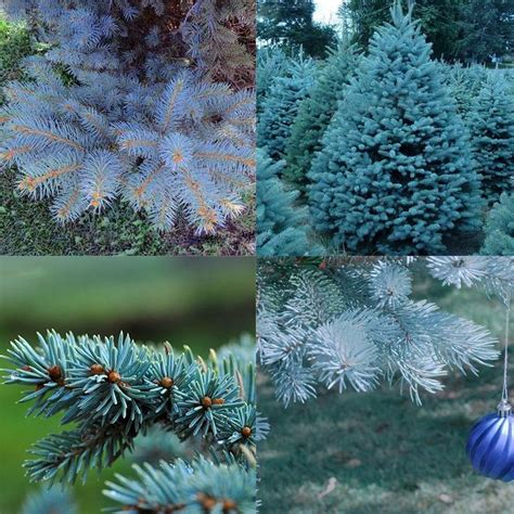 Colorado Blue Spruce Tree Growth Rate Colorado Blue Spruce Plants