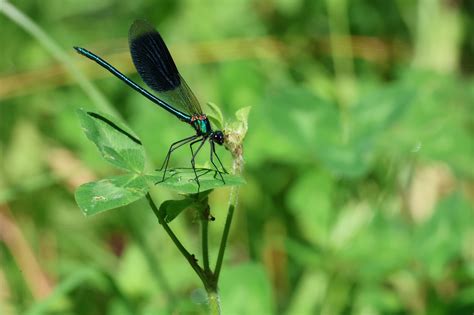 Damselfly Insect Wings Free Photo On Pixabay Pixabay