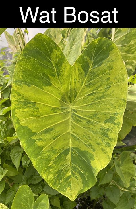 How To Grow Colocasia In 5 Easy Steps