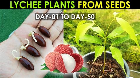 Lychee Plant Seed Germination How To Grow Lychee Plant From Seed By