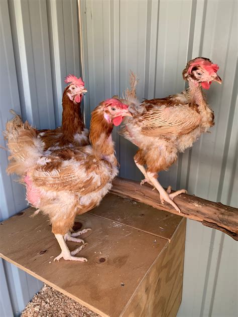 Chicken Molting